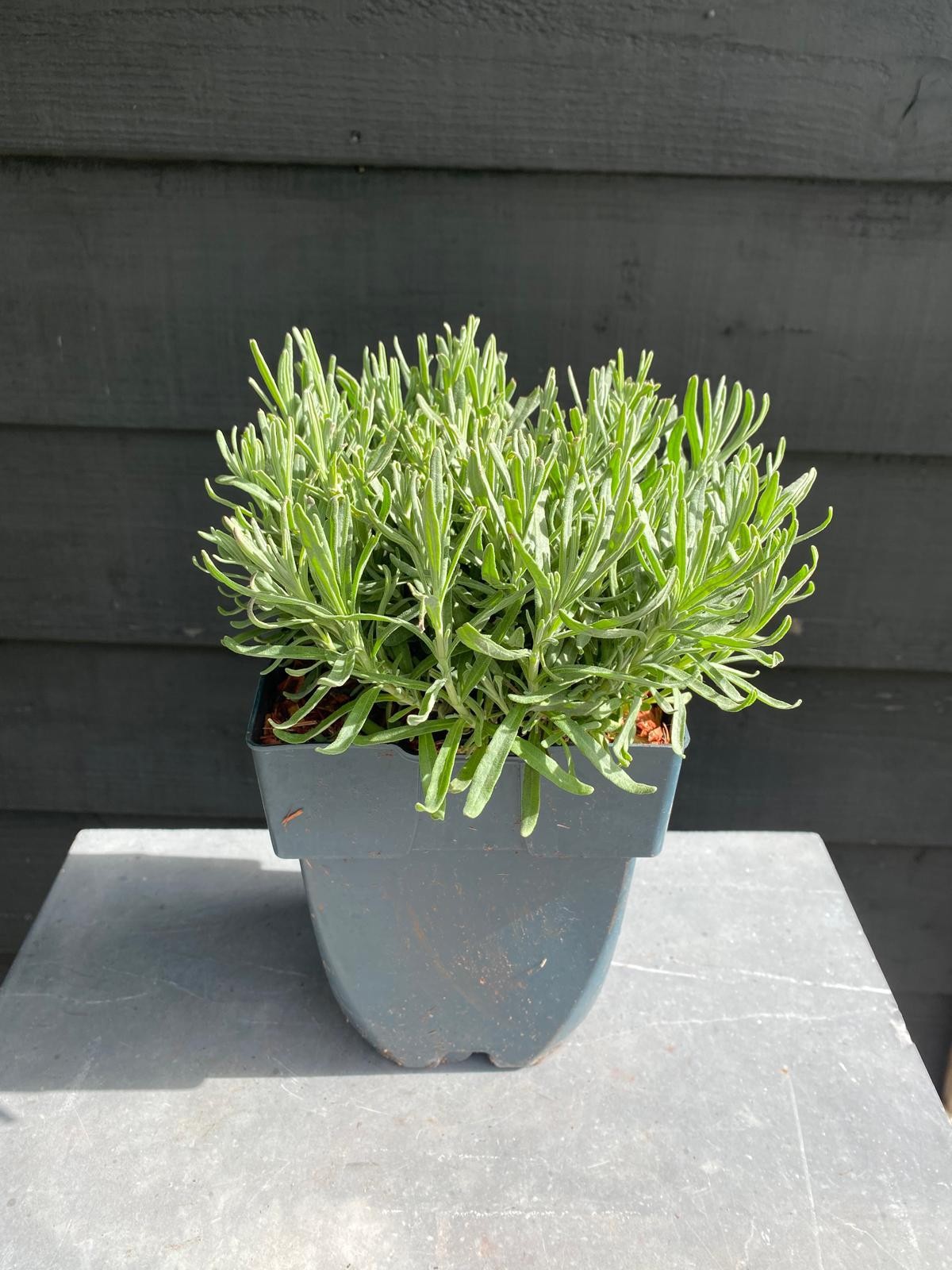 Picture of Lavandula angustifolia 'Hidcote' P17