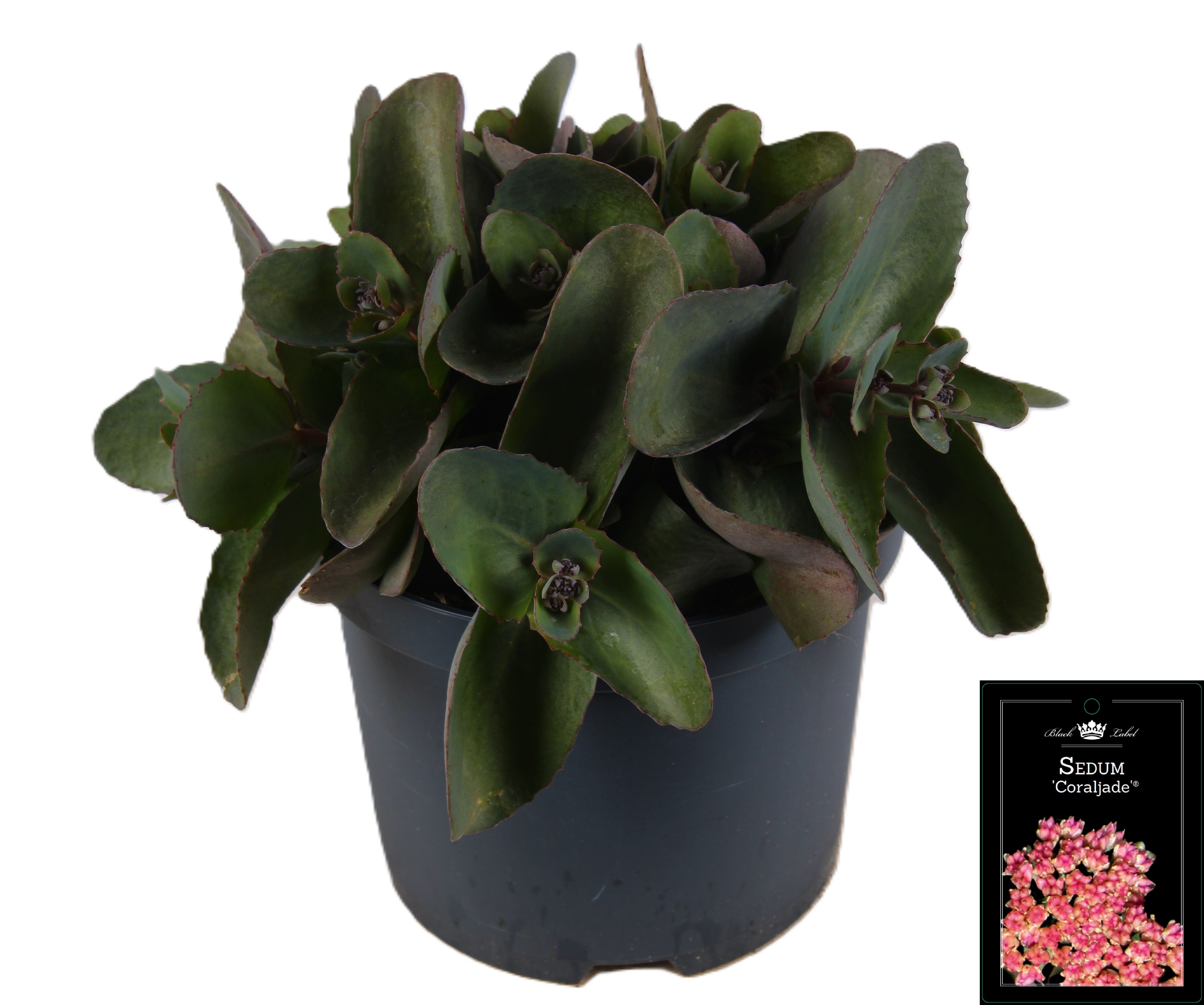 Picture of Sedum Coral Jade