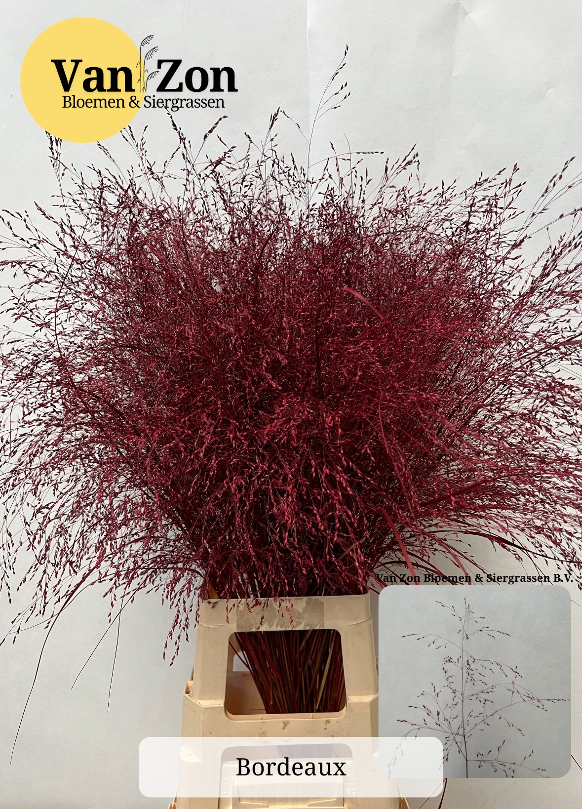 Ornamental Grass Painted (PANICUM)