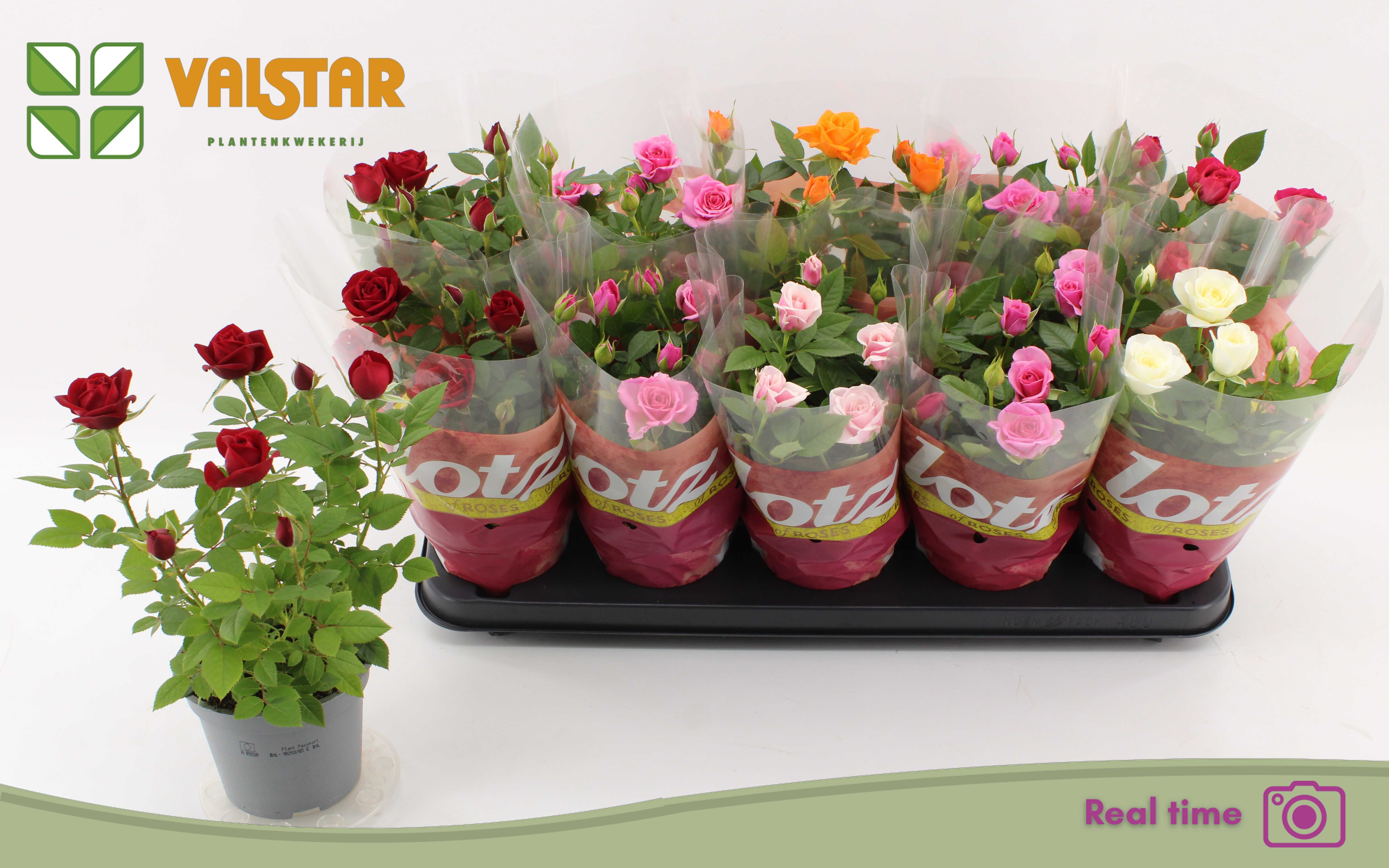 Rosa Lotz Of Mix Jewel 12Ø 30cm
