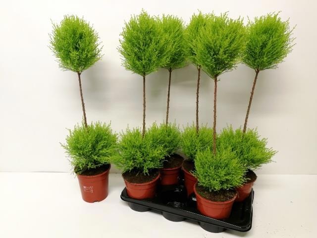 Cupr Ma Goldc Vormen 17Ø 80cm