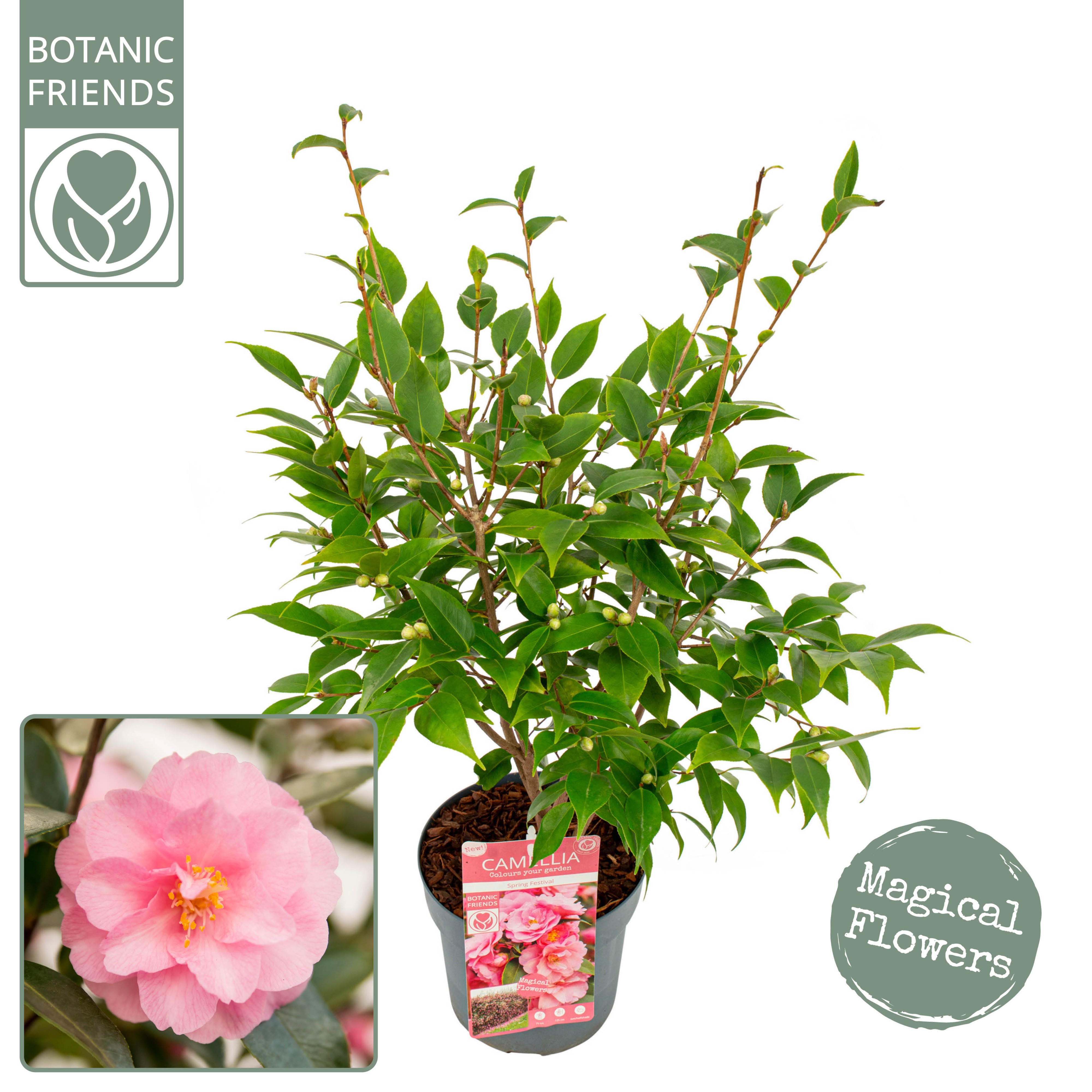Camellia 'Spring Festival' premium