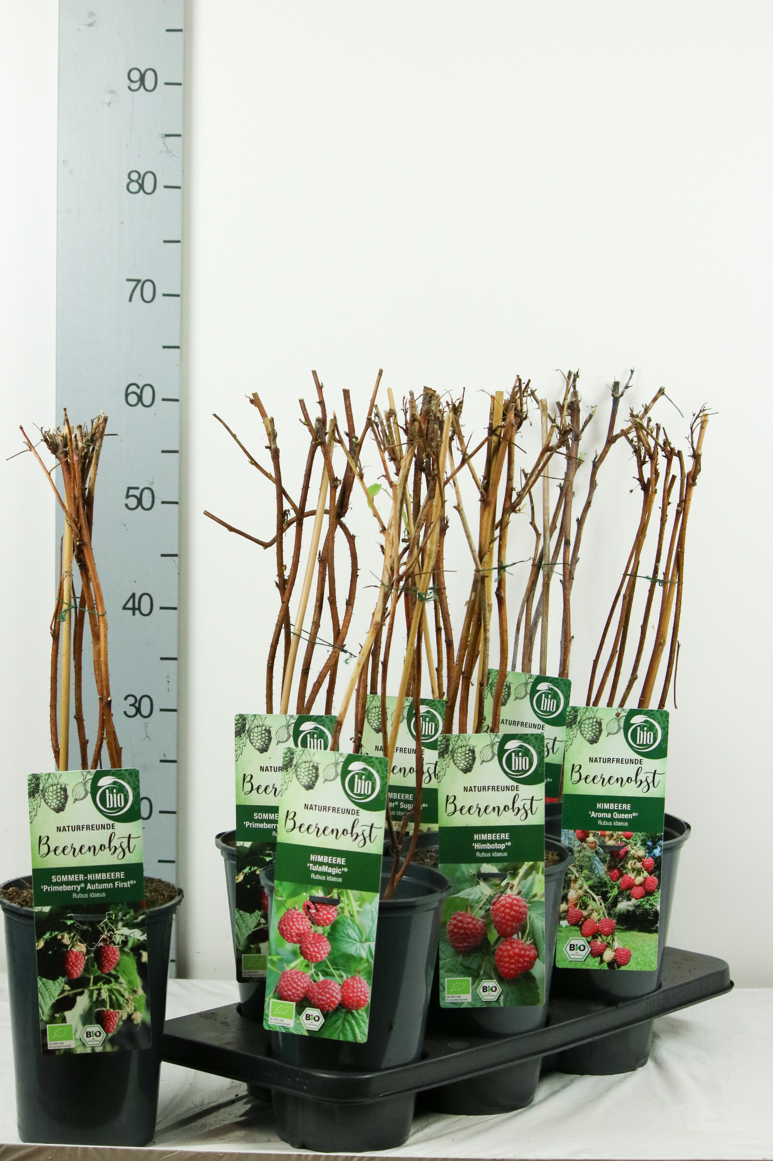 Rubus BIO Rubus idaeus in licences varieties DE-ÖKO-006