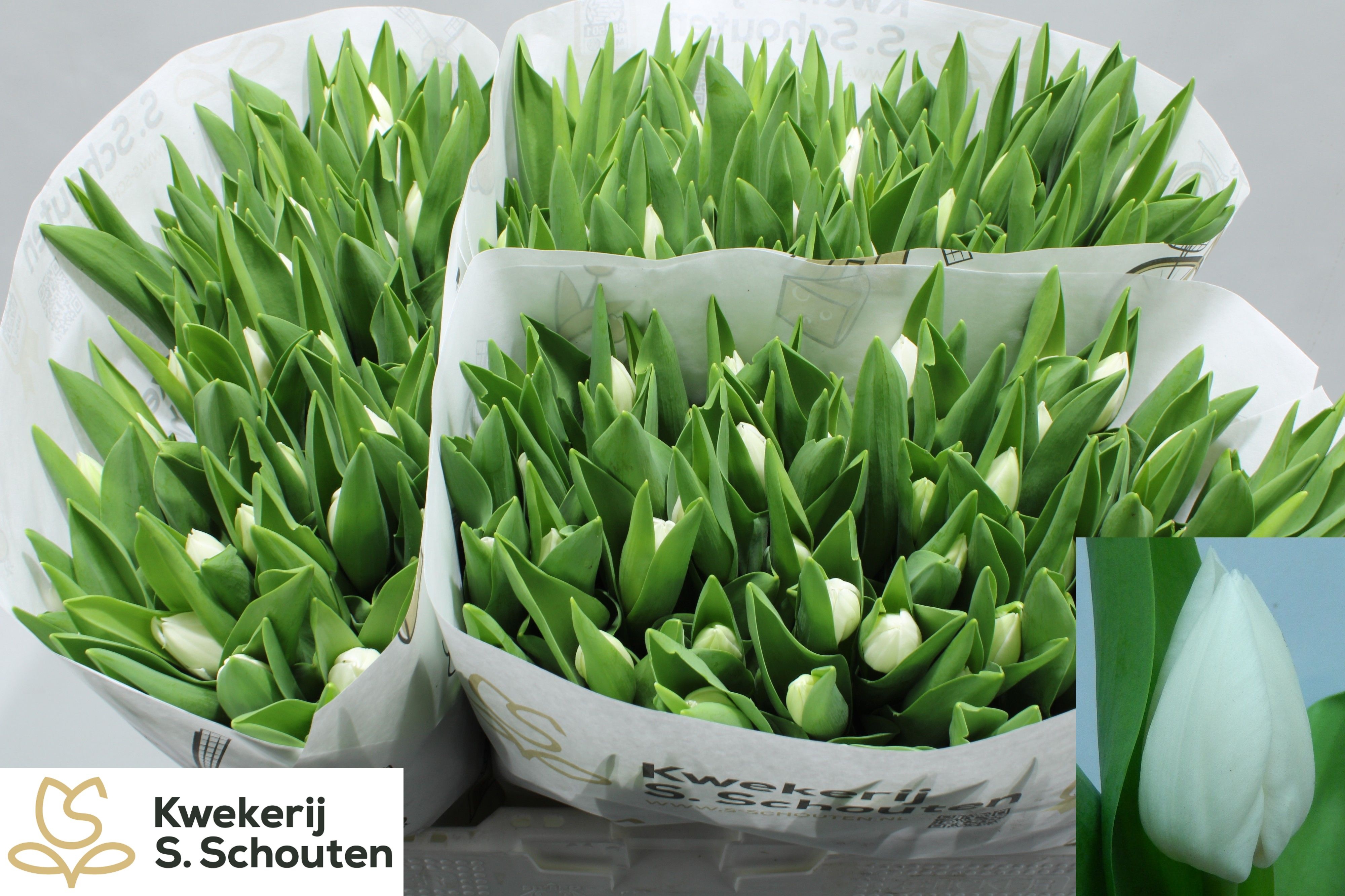 Tulipa Royal Virgin 37cm 34gram