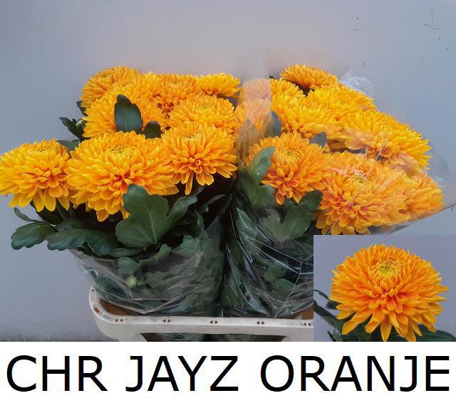 Chr G Jayz 80cm 110gram