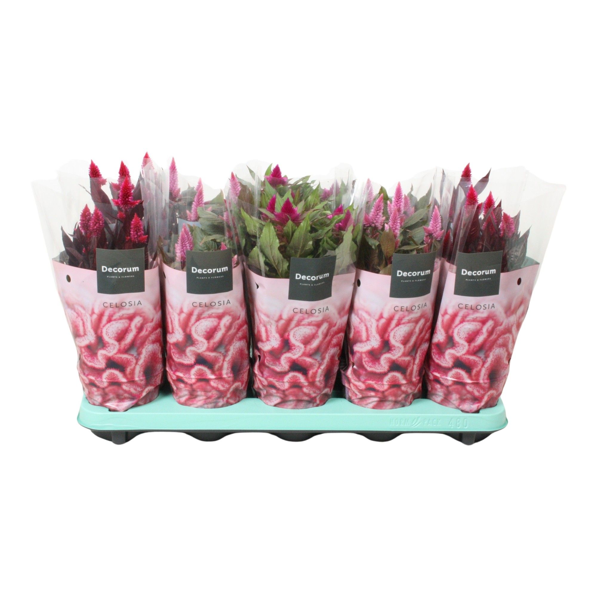 Celosia 'Magic' mix with sleeve | Decorum