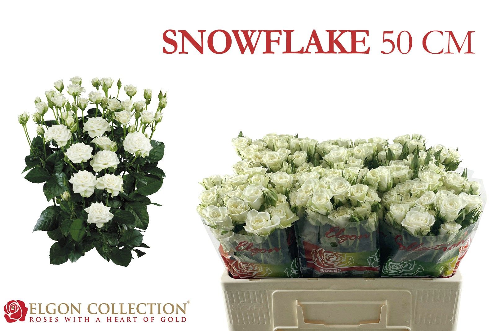 Rosa Spray Snowflake 50cm