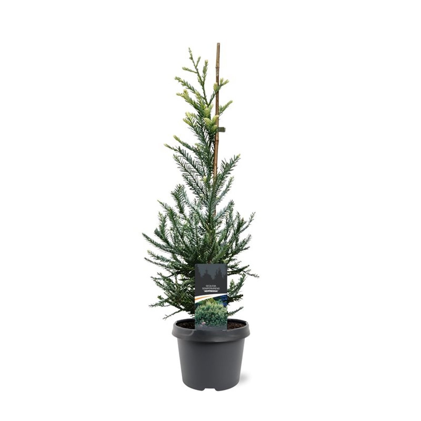 Sequoia sempervirens 'Adpressa'