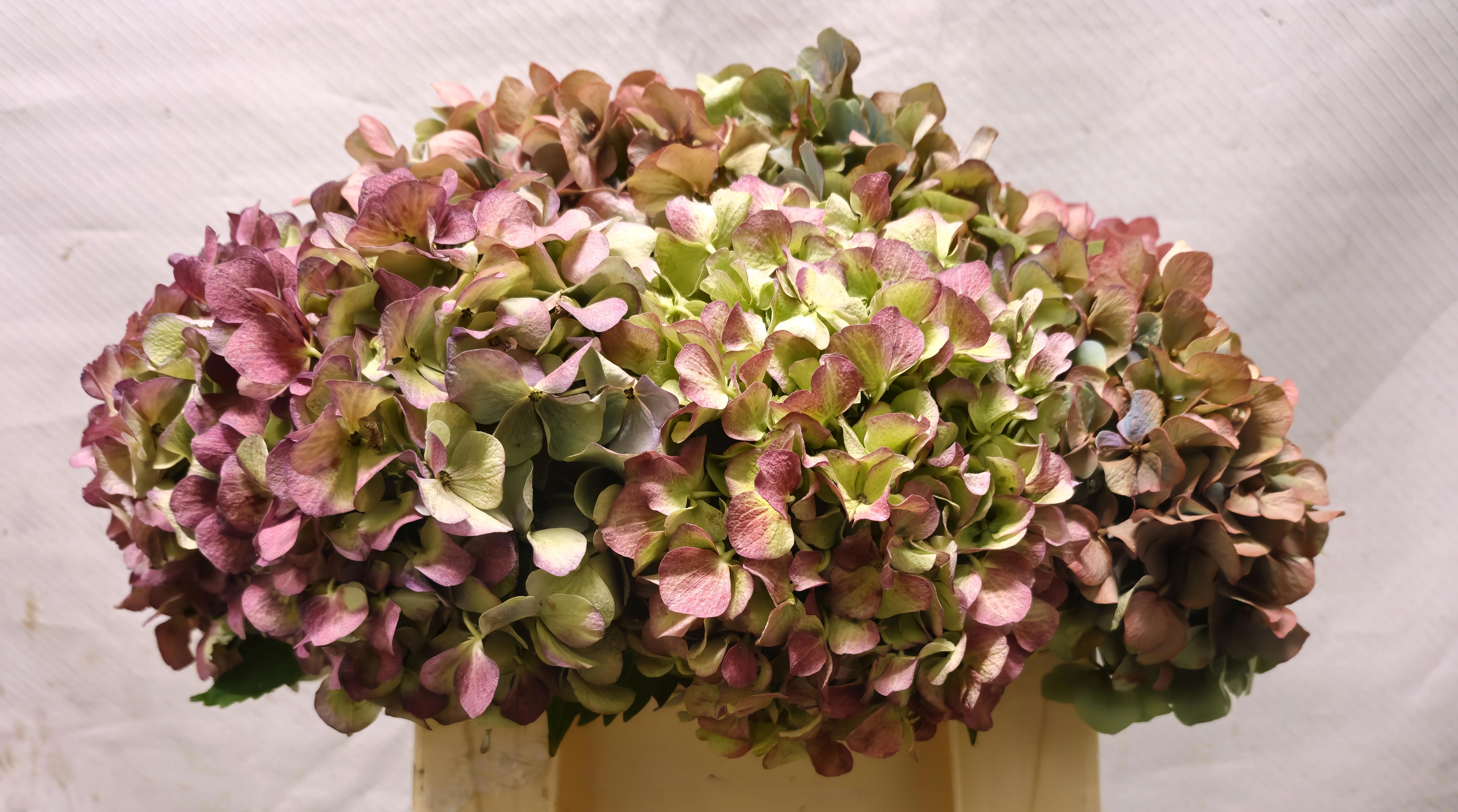 Hydrangea Bodensee Clas 30cm 16Ø