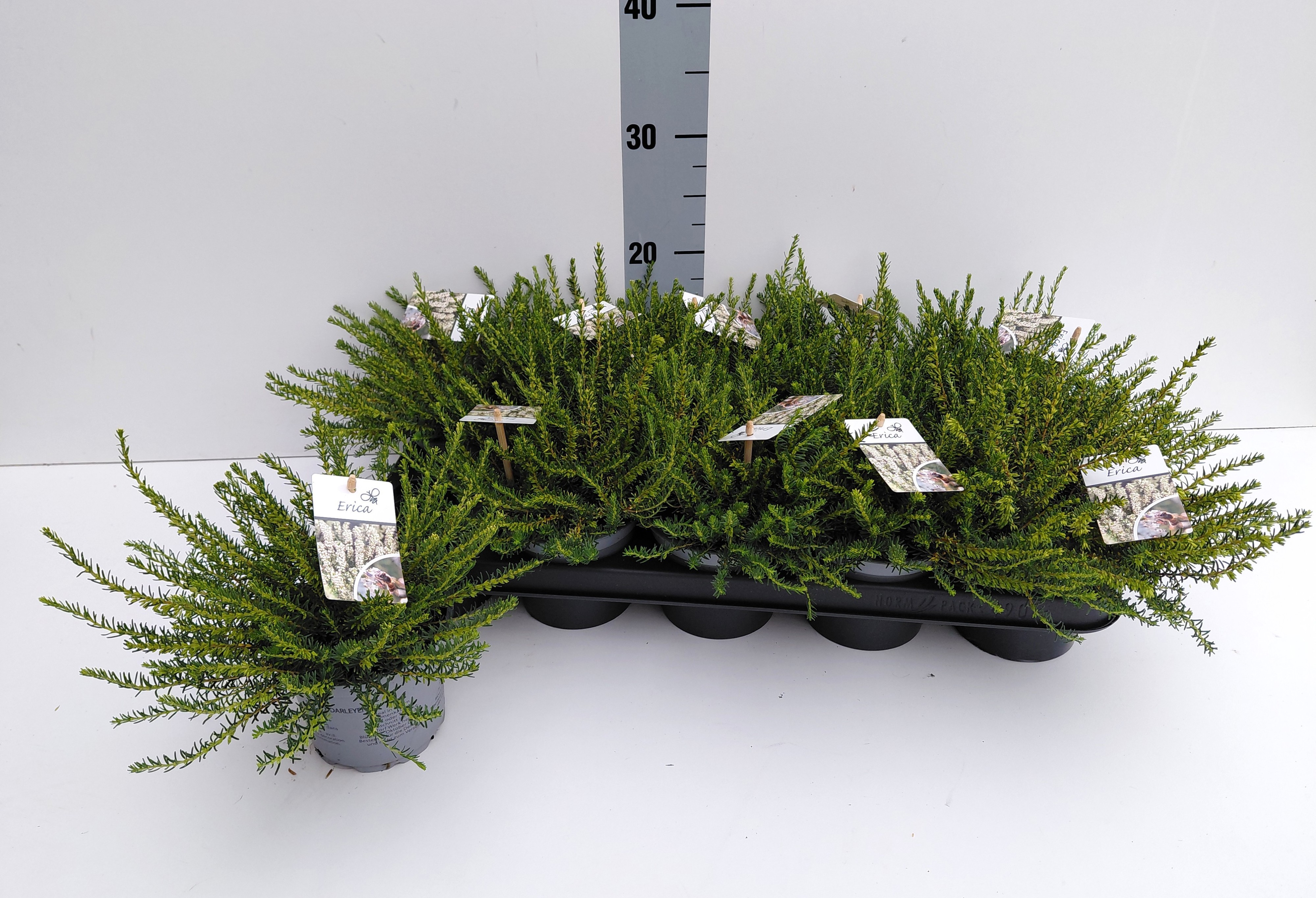 Erica x darleyensis Silbershmelze. Met foto-etiket per plant