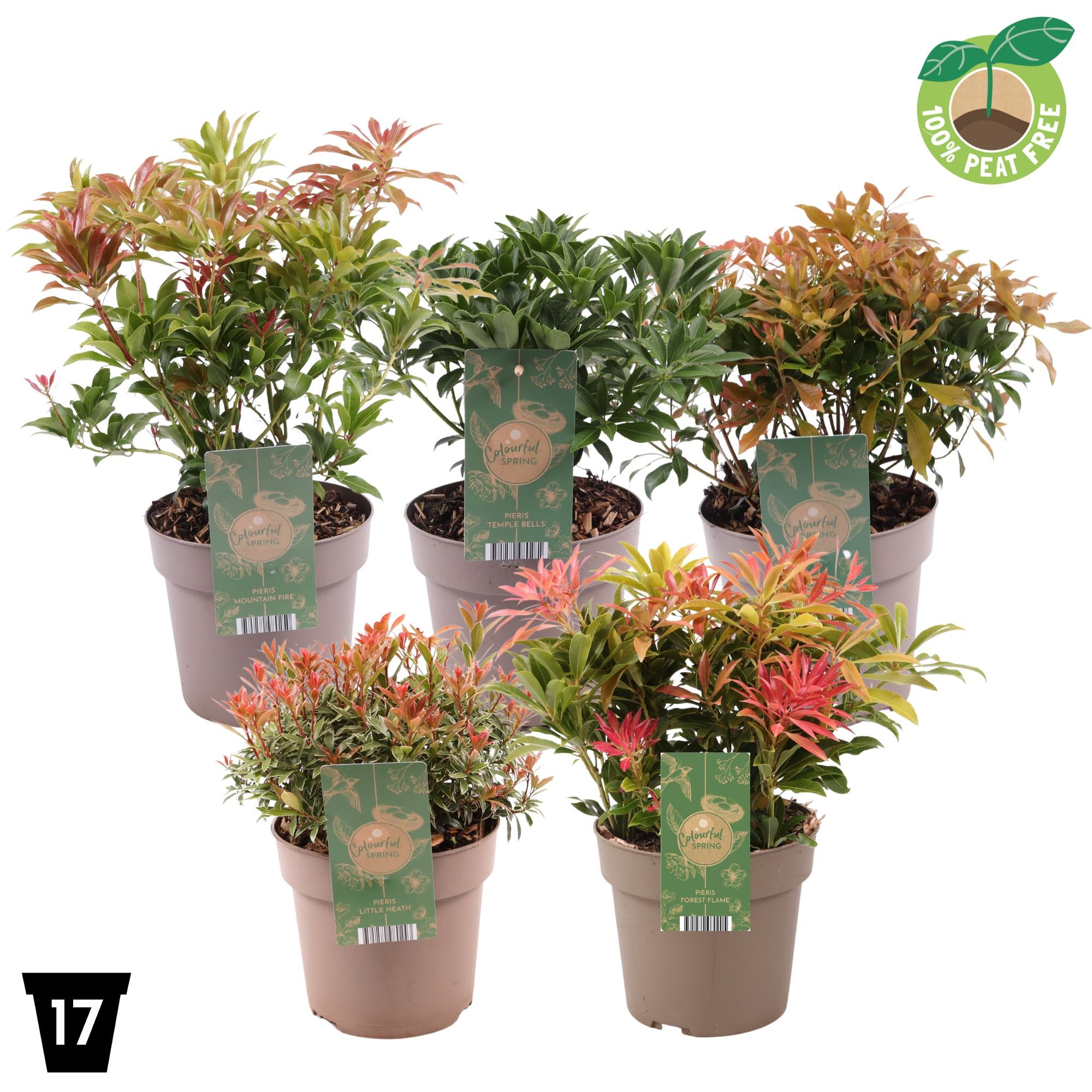 Picture of Pieris mix