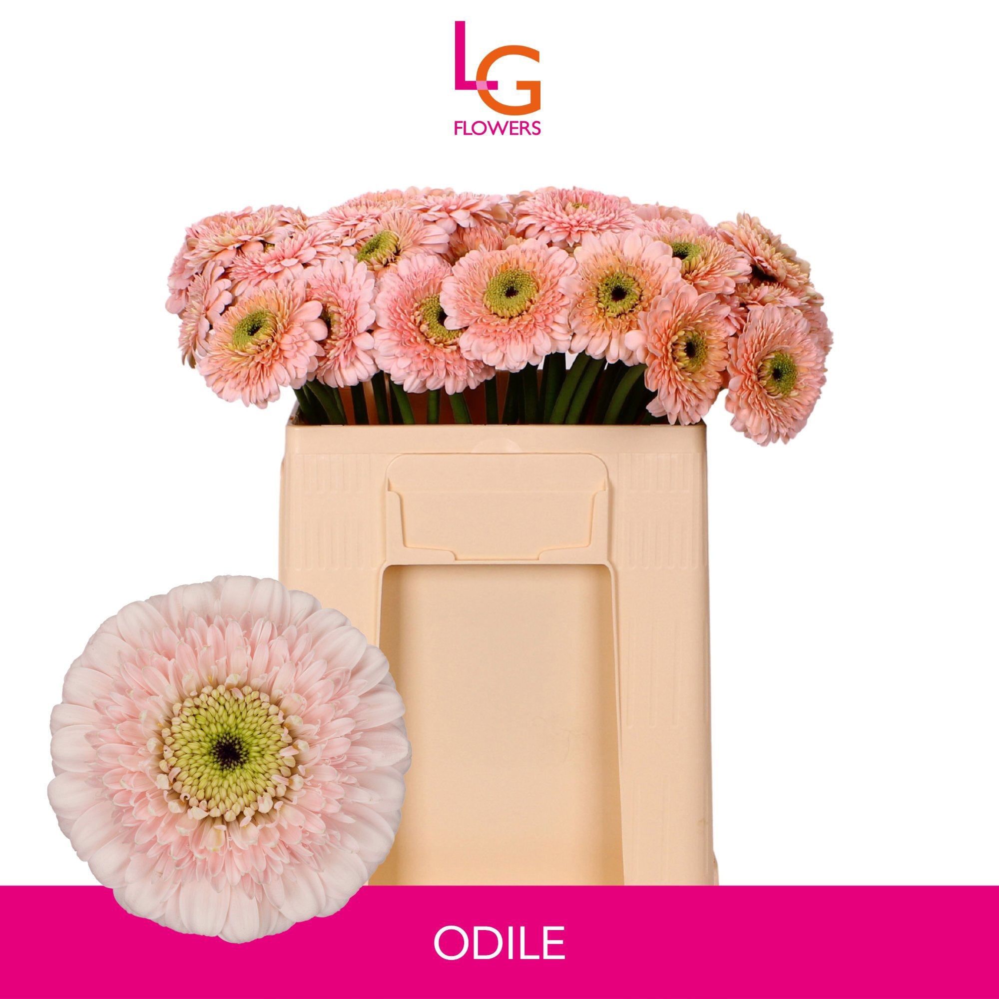 Ge Mb Dottie Odile