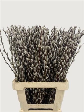 Salix Wilgenkatjes
