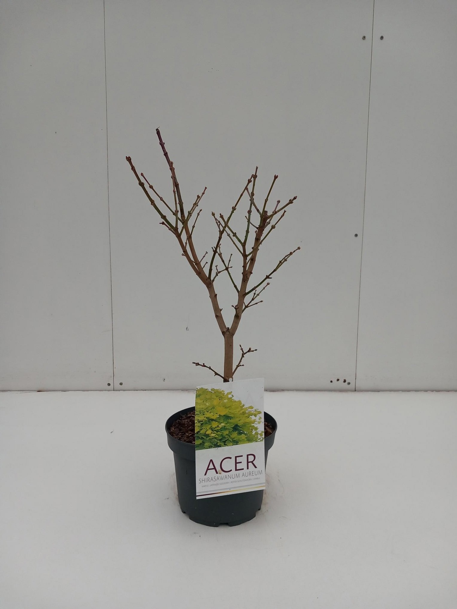 Picture of Acer Shir. Aureum