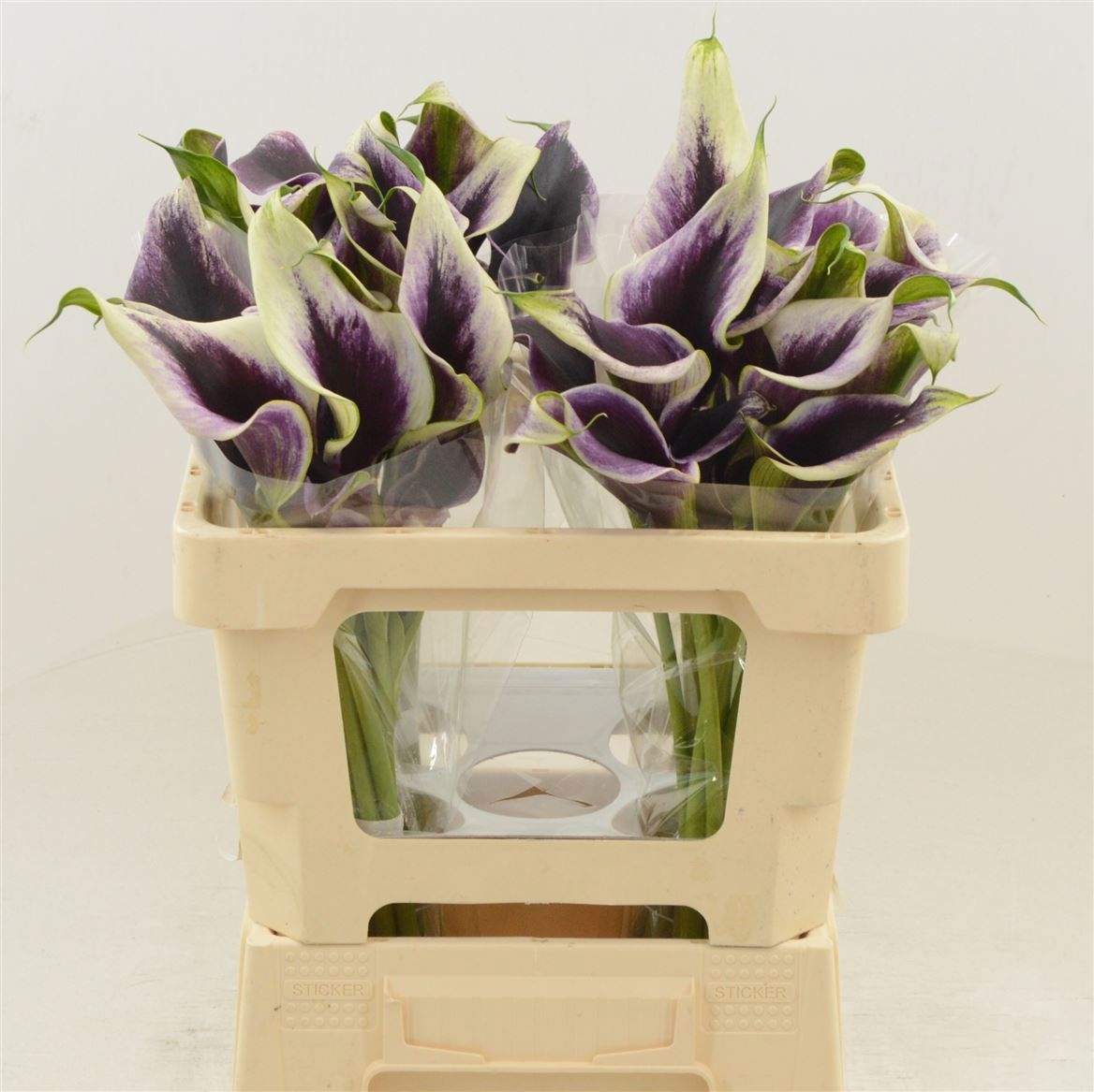 Calla Dubai Nights 50cm