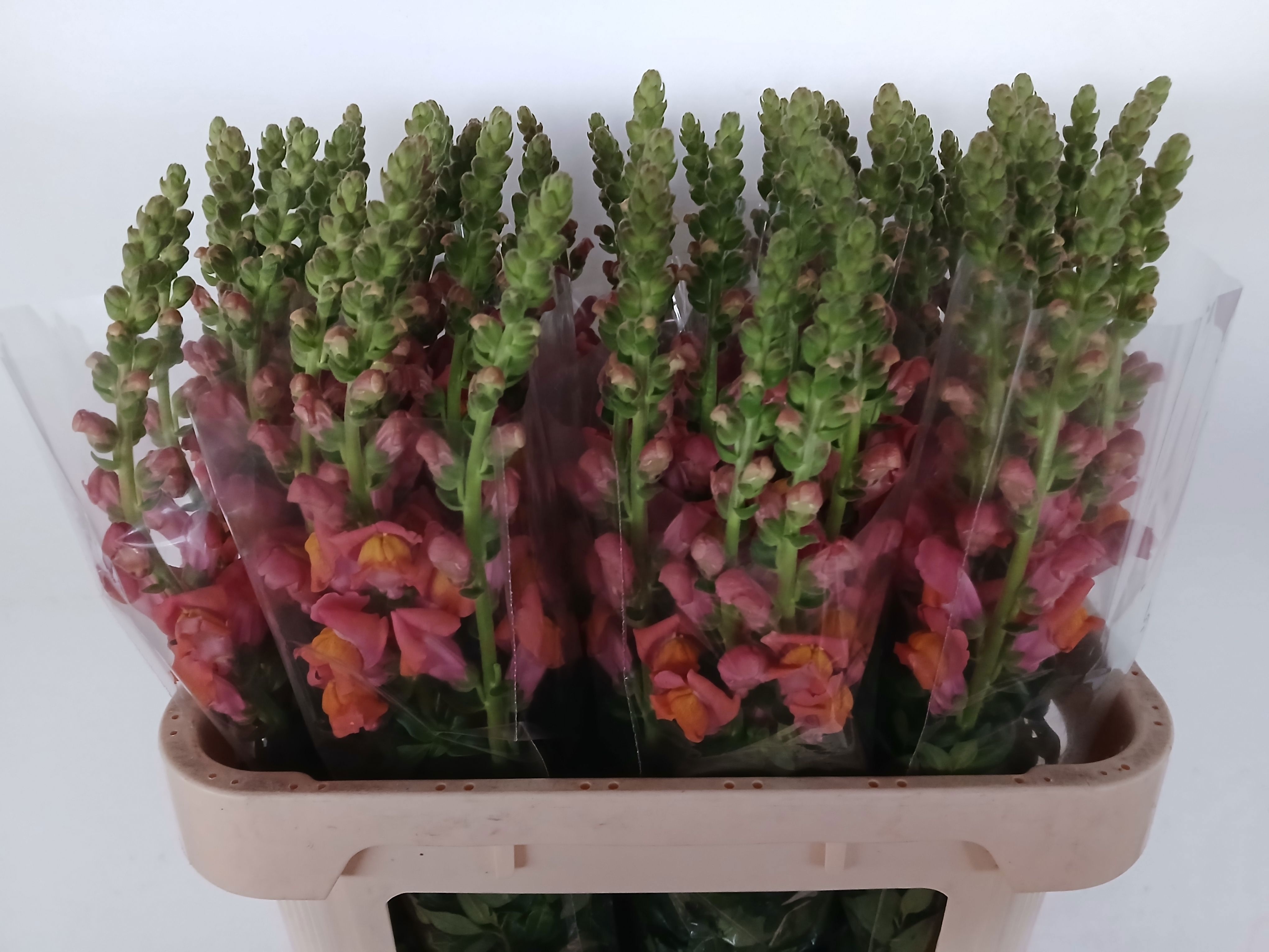 Antirrhinum Animation Oran 70cm