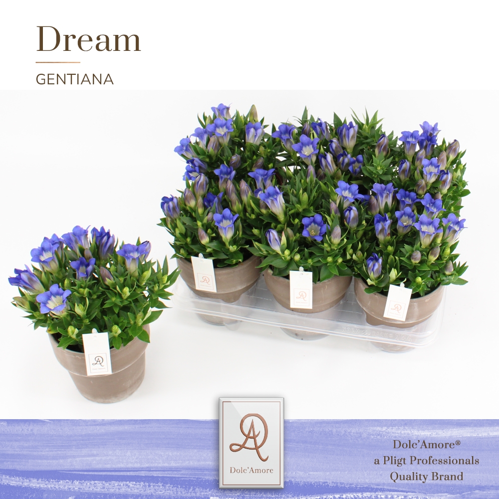 Picture of Gentiana Scabra RD Blue DolcAmore in ceramic P12 1CM