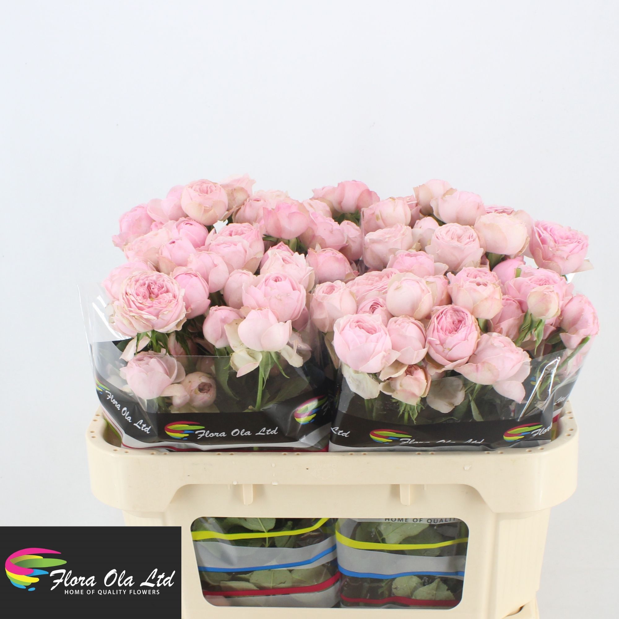 Rosa Spray Mansfi Pink Pa 70cm