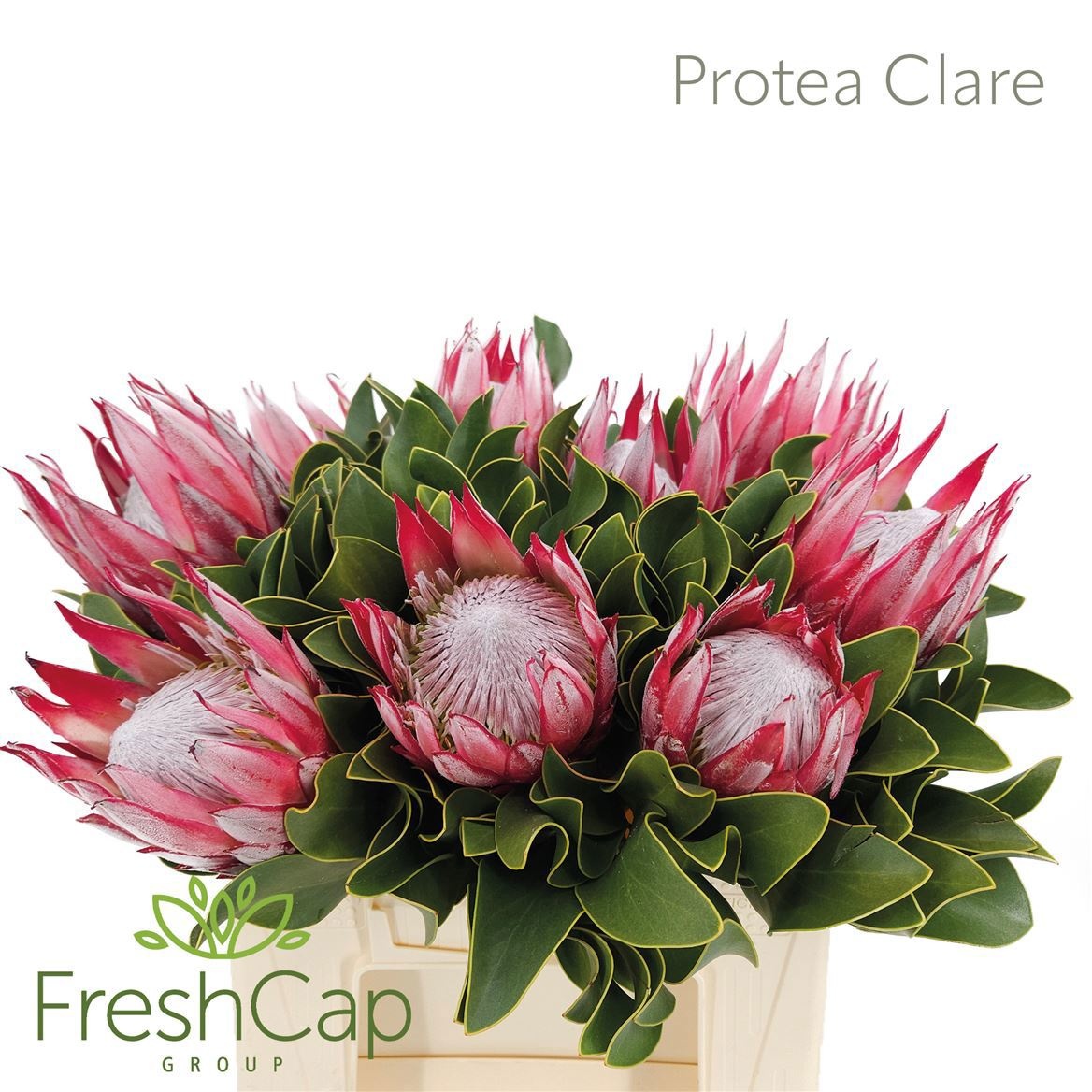 Protea Cy Clare 40cm