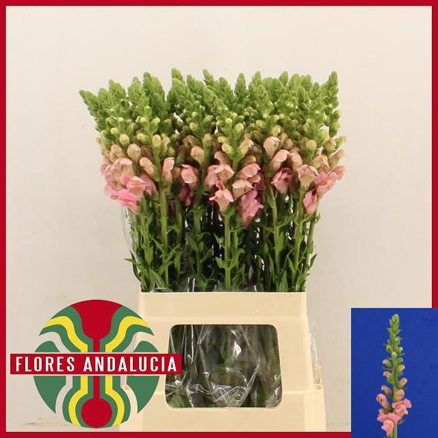 Antirrhinum Poto Pink 60cm
