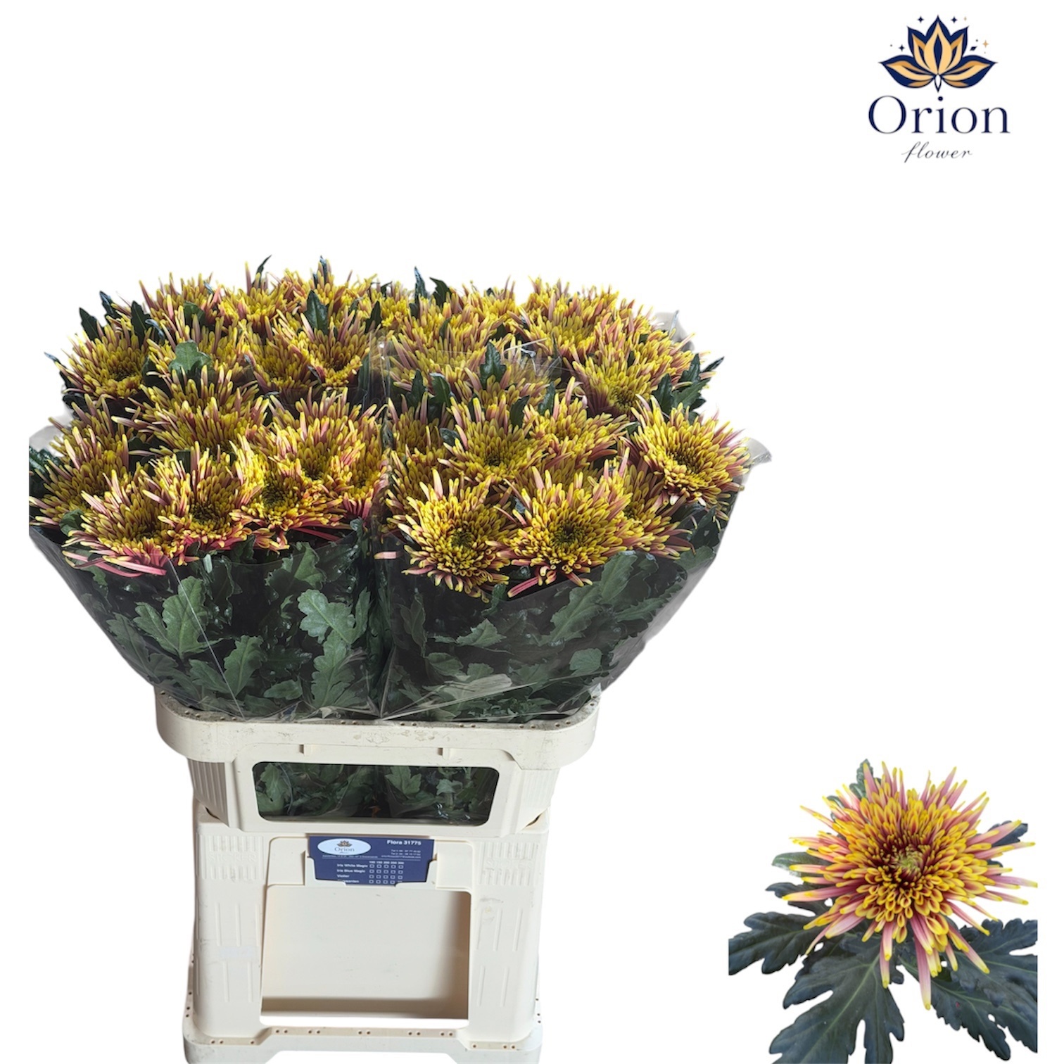 Chr G Tula Autumn 80cm 110gram