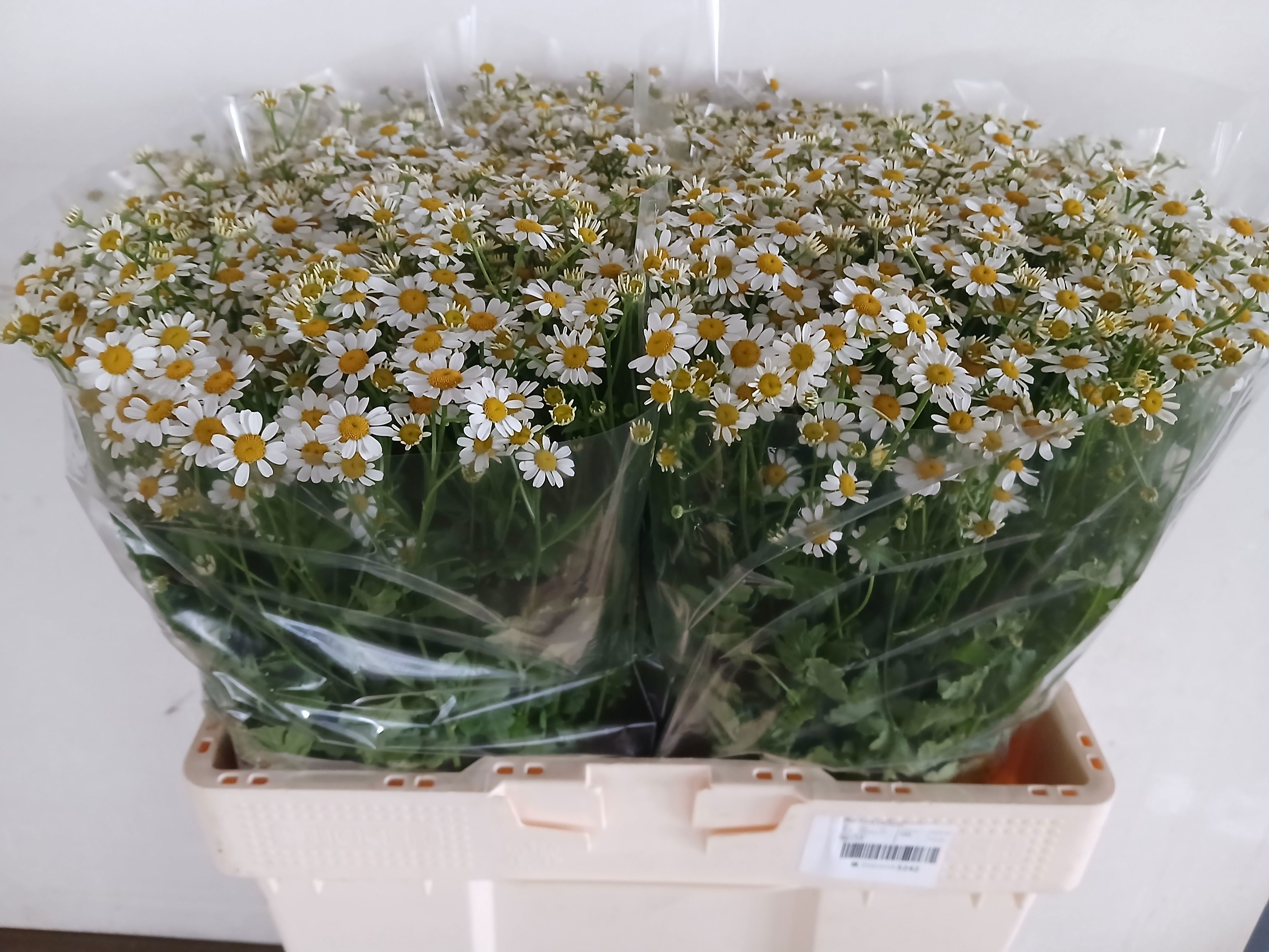 Tanacetum Cameron 60cm