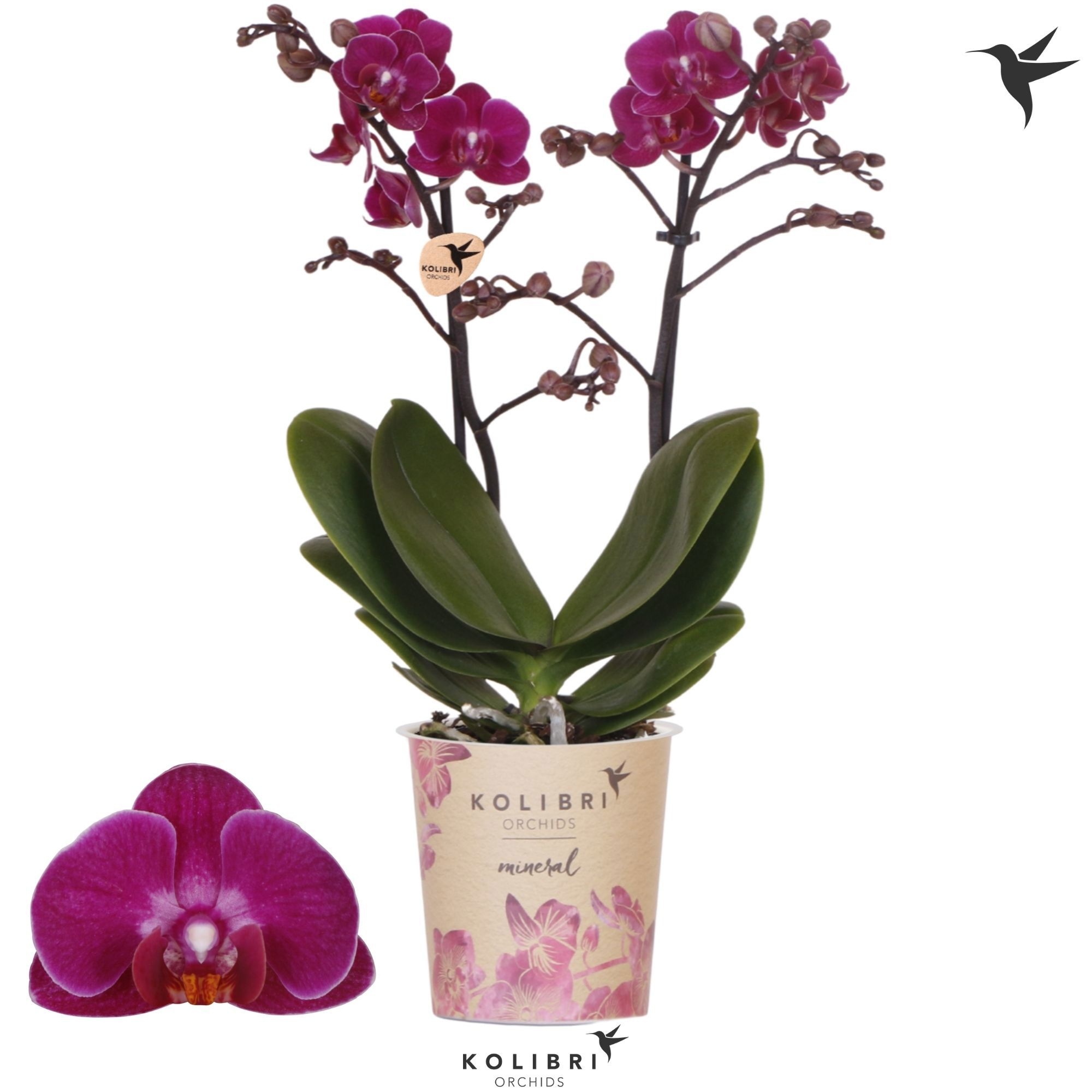 Kolibri Orchids Phalaenopsis Mineral Campeche 2 Sp