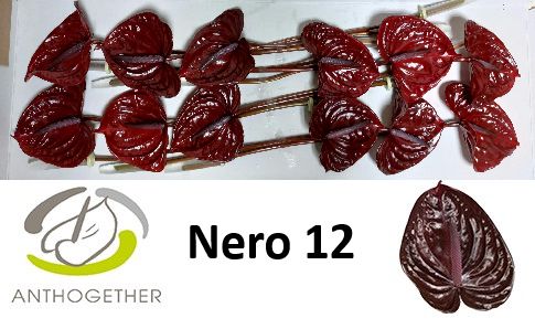 Anth A Nero