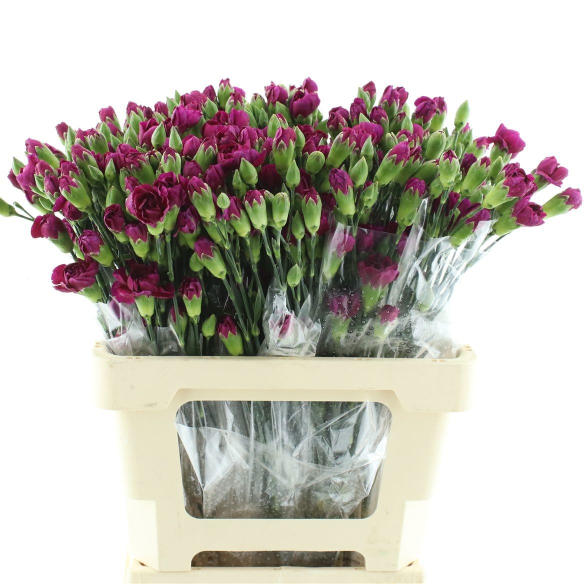 Dianthus Spr Purple Spectro 60cm