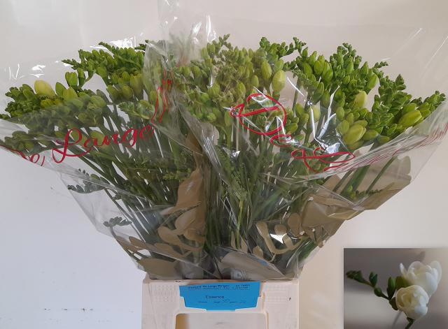 Freesia Double Essence 50cm 22gram