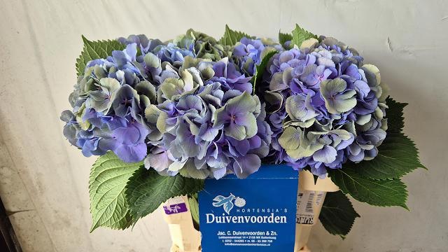 Hydrangea Elbtal Classic Pink 60cm 17Ø
