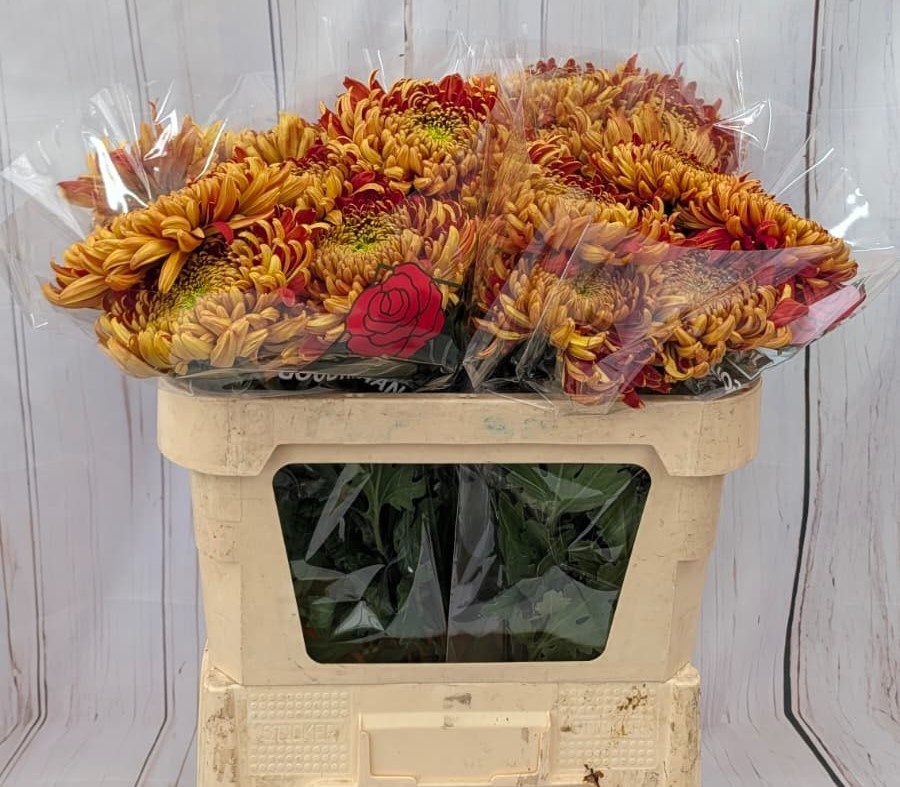 Chrysanthemum Single Tom Pearce 70cm 100gram