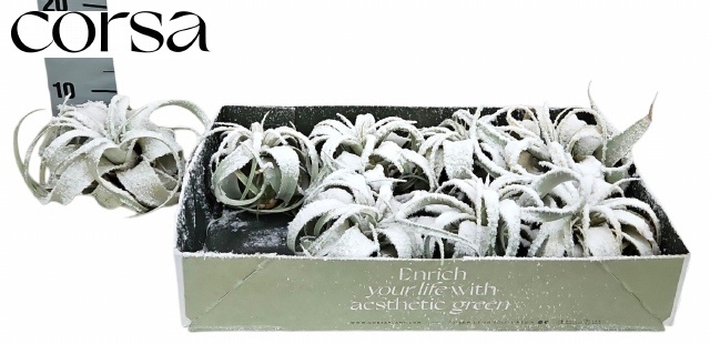 Tillandsia Xerographica 15Ø 15cm