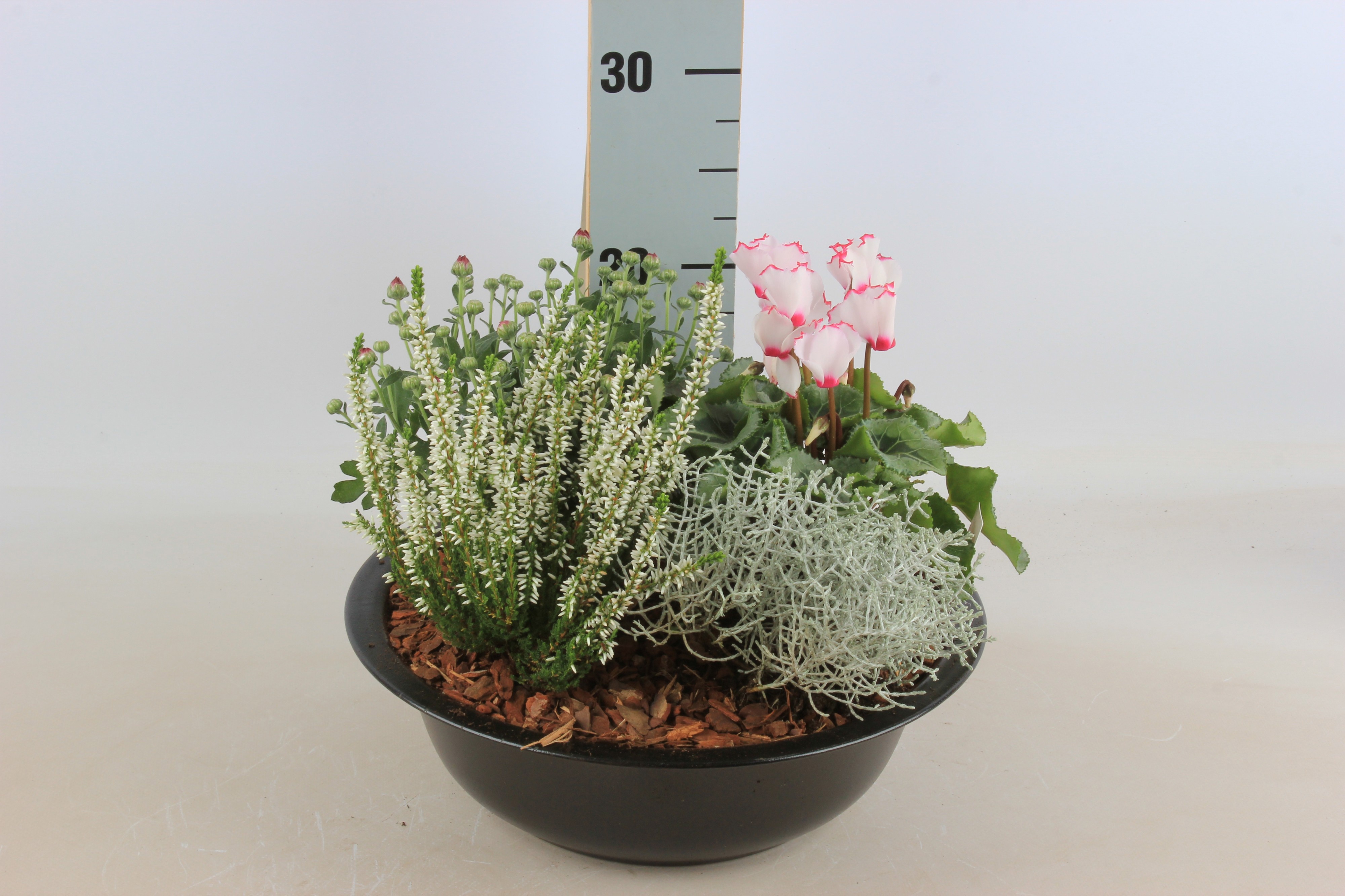 Arr Tuinplanten 30P 20cm 22bloei