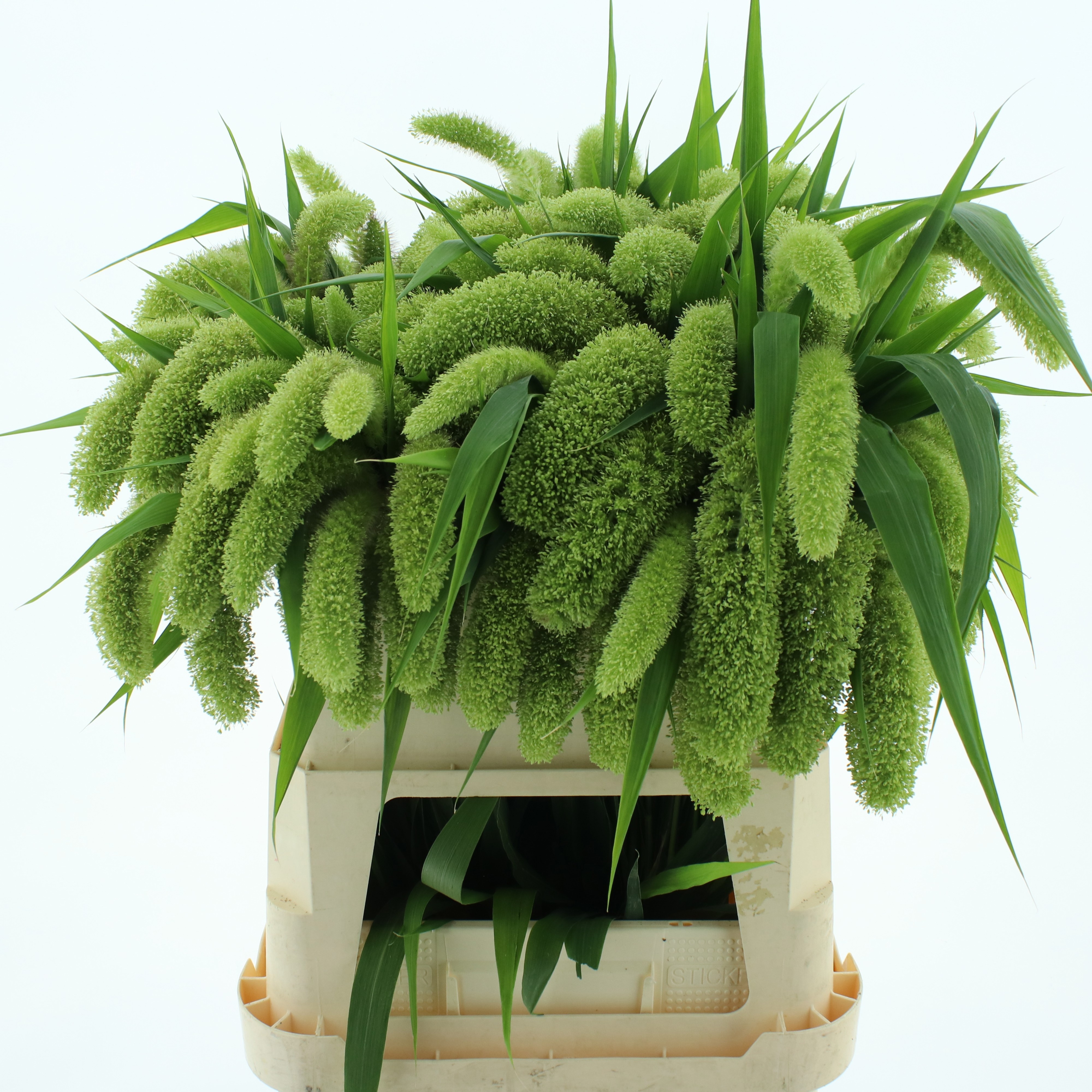 Setaria Volle Melk 80cm