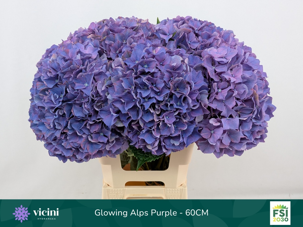 Hydrangea Glowing Alps Purple 60cm 18Ø