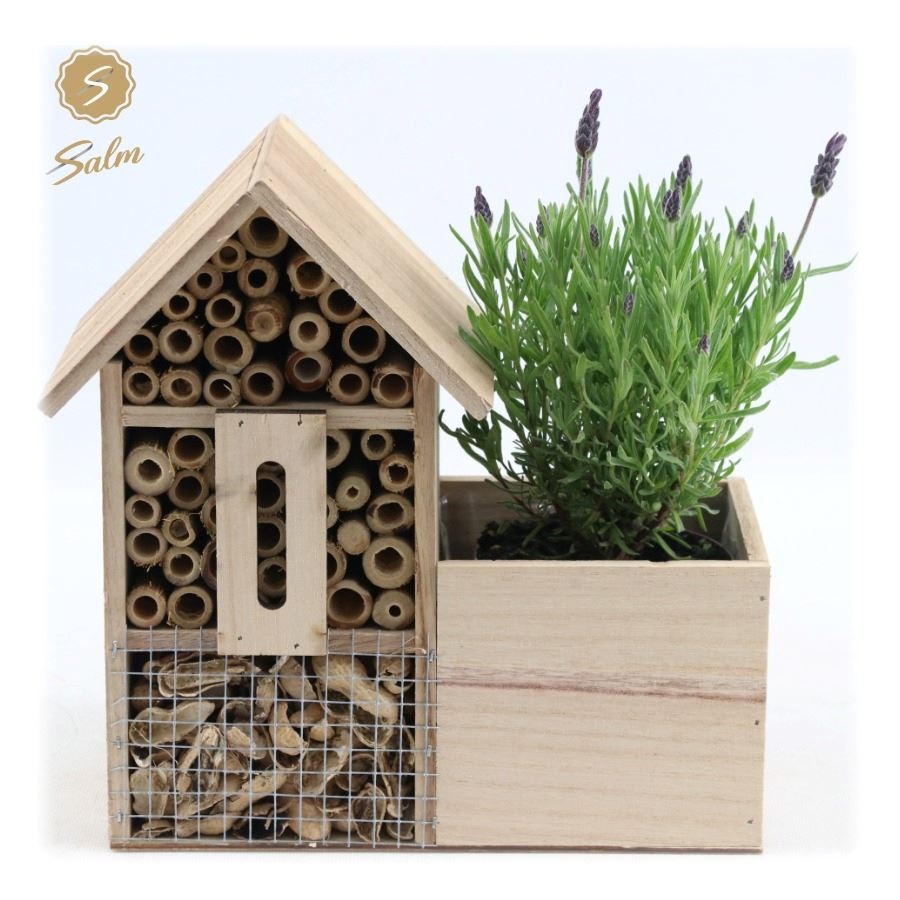 Picture of Lavandula st. 'Anouk'® Collection P10,5 in Insect Hotel