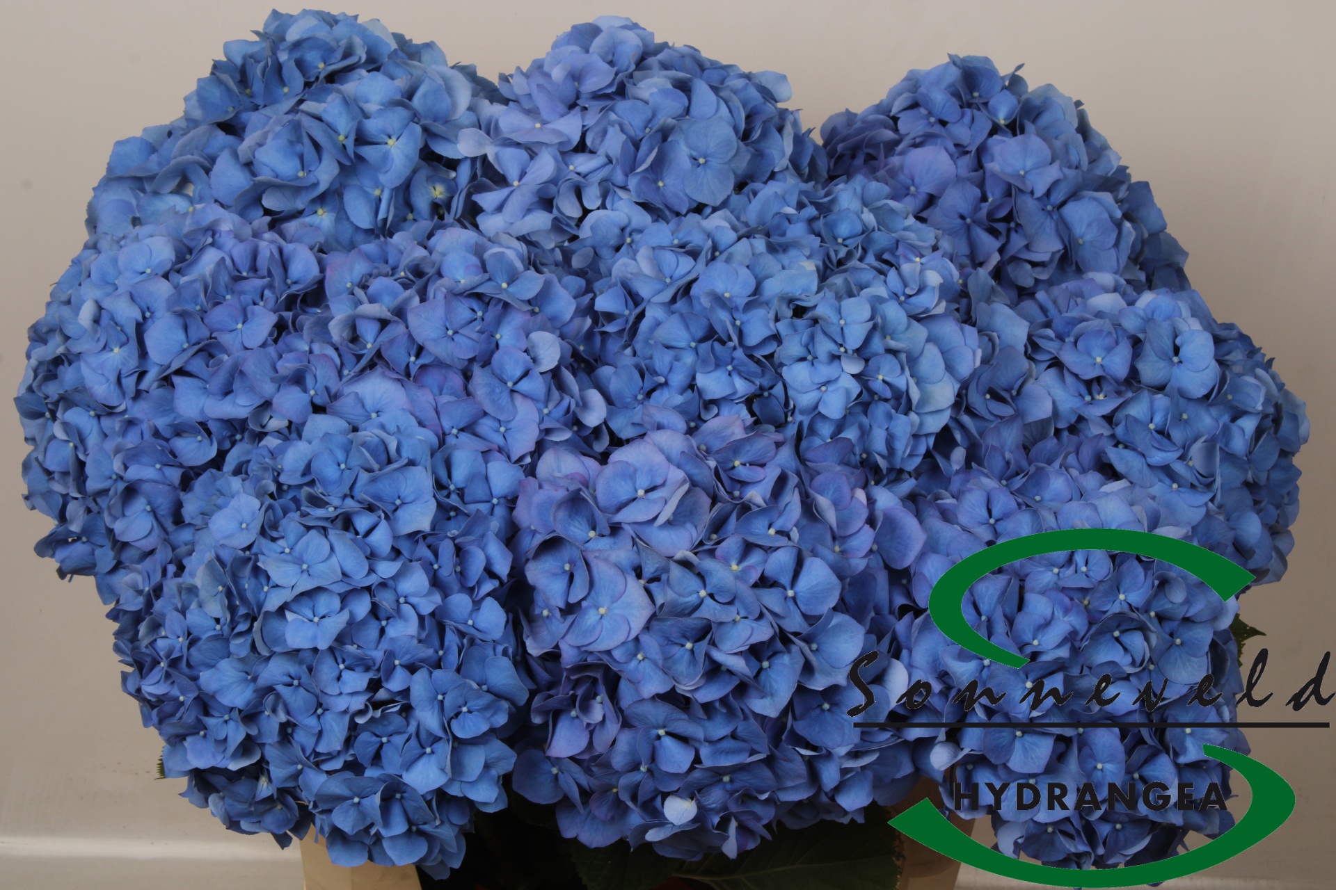 Hydrangea Pimpernel 70cm 21Ø