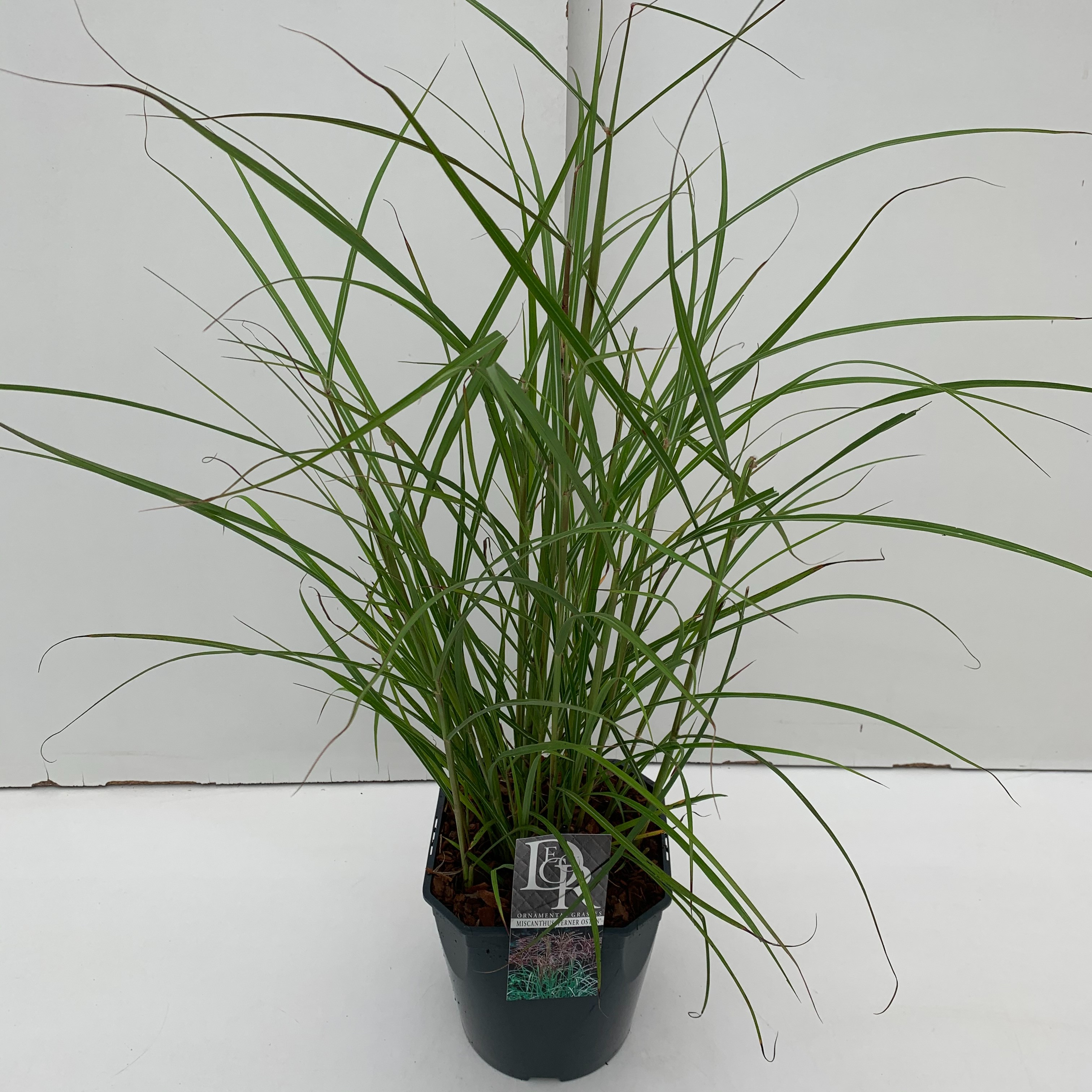 Picture of Miscanthus Ferner Osten P23 (5 Ltr) SQUARE