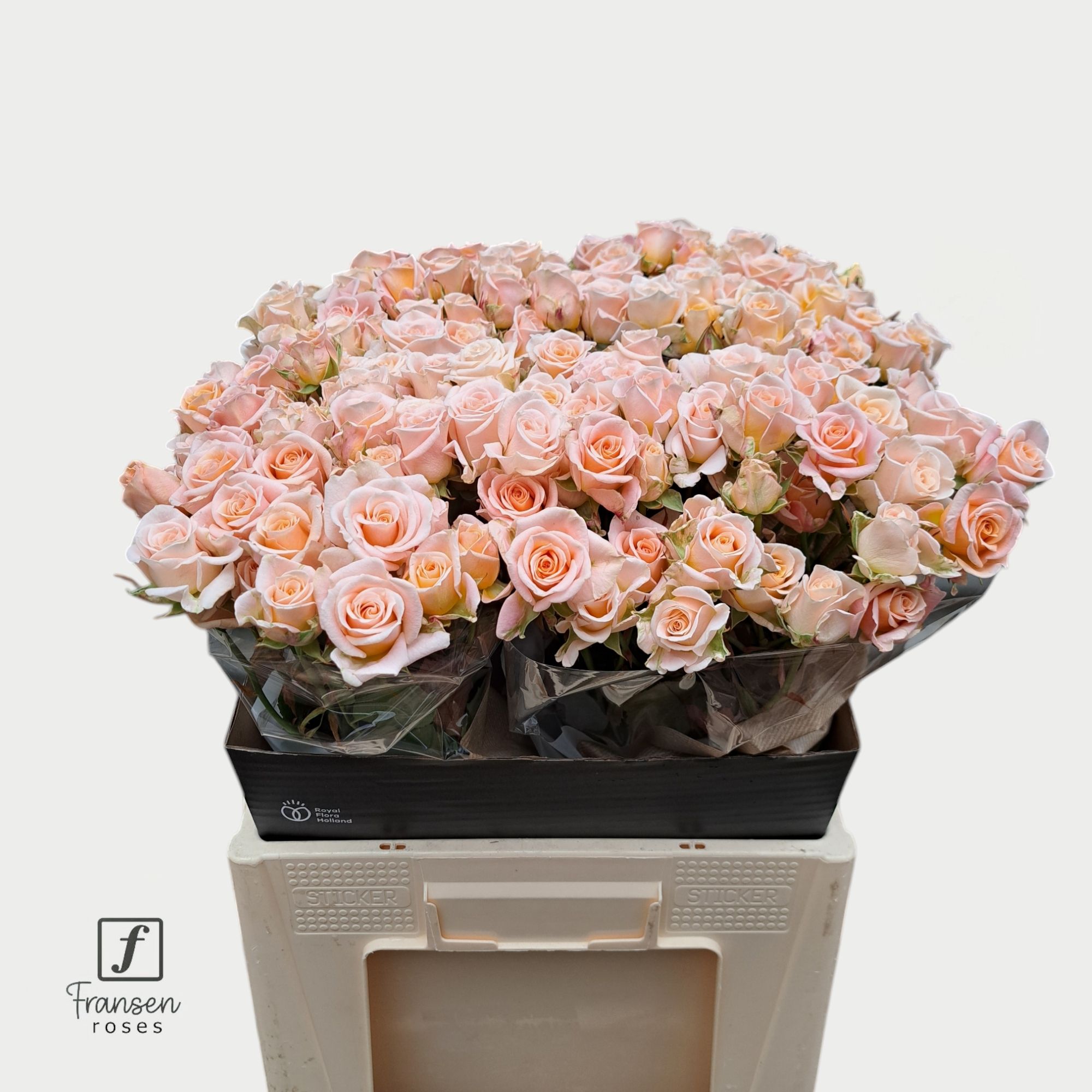 Rosa Spray Morning Star 60cm 4+