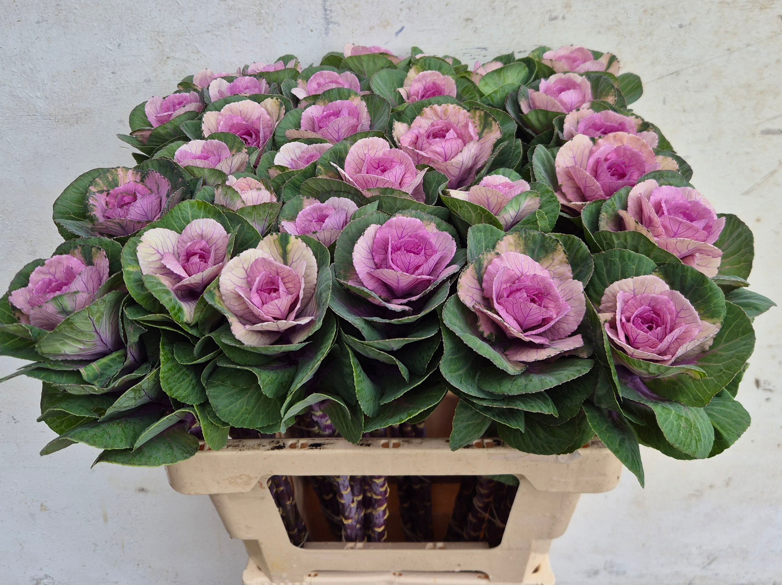 Brassica Luba 50cm