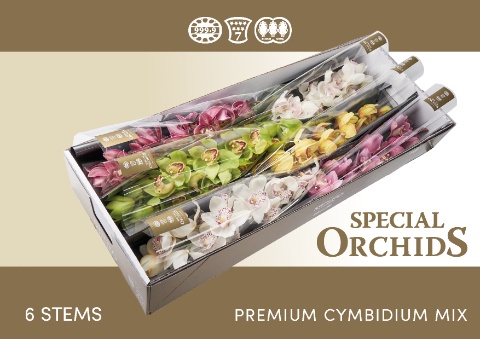Cymbidium Asst 13bl