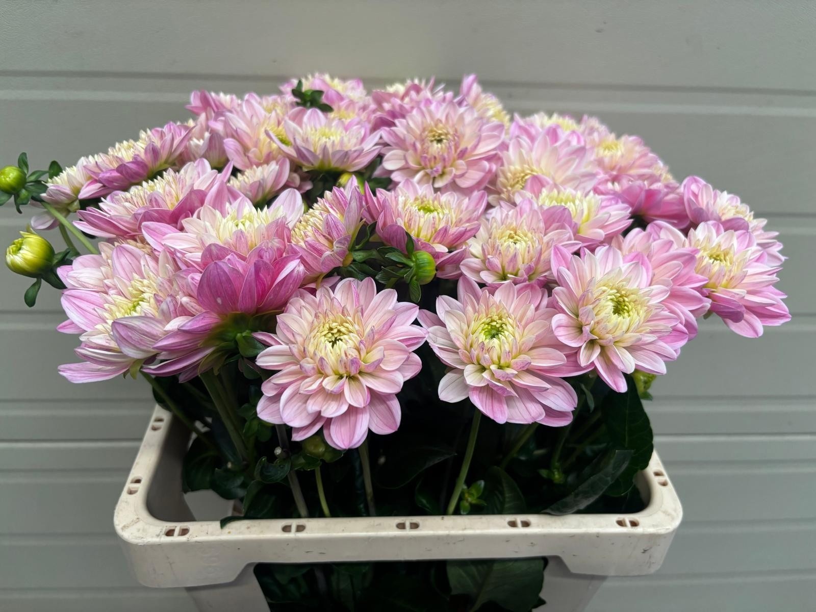 Dahlia 50cm