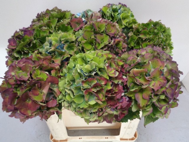 Hydrangea Royal Palace Classic 50cm 16Ø