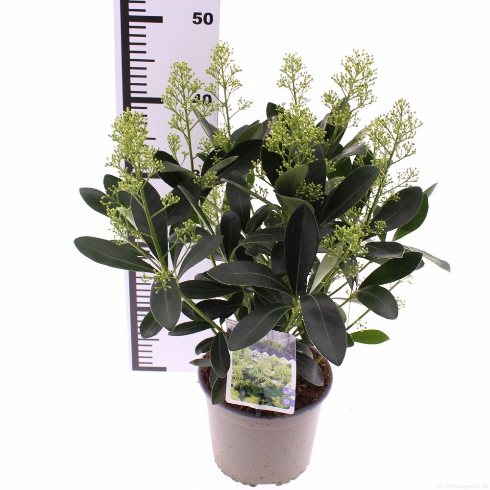 Picture of Skimmia jap. 'Finchy'