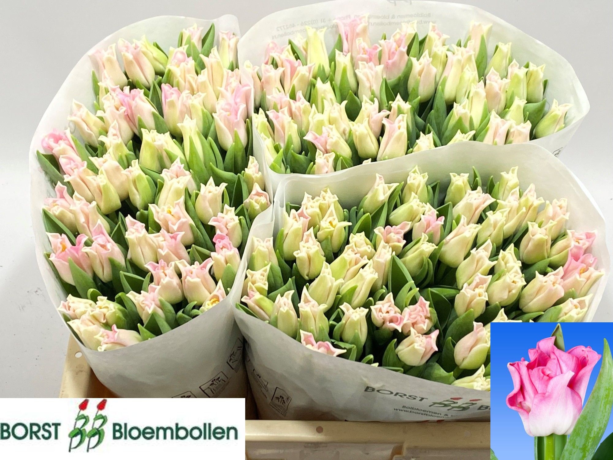 Tulipa Lily Crown Dynasty 34cm 30gram