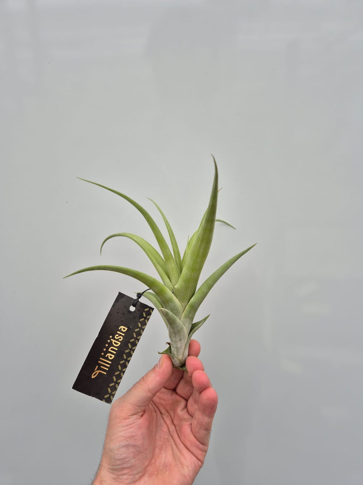 Picture of Tillandsia Flexuosa M plus Label P20 17cm