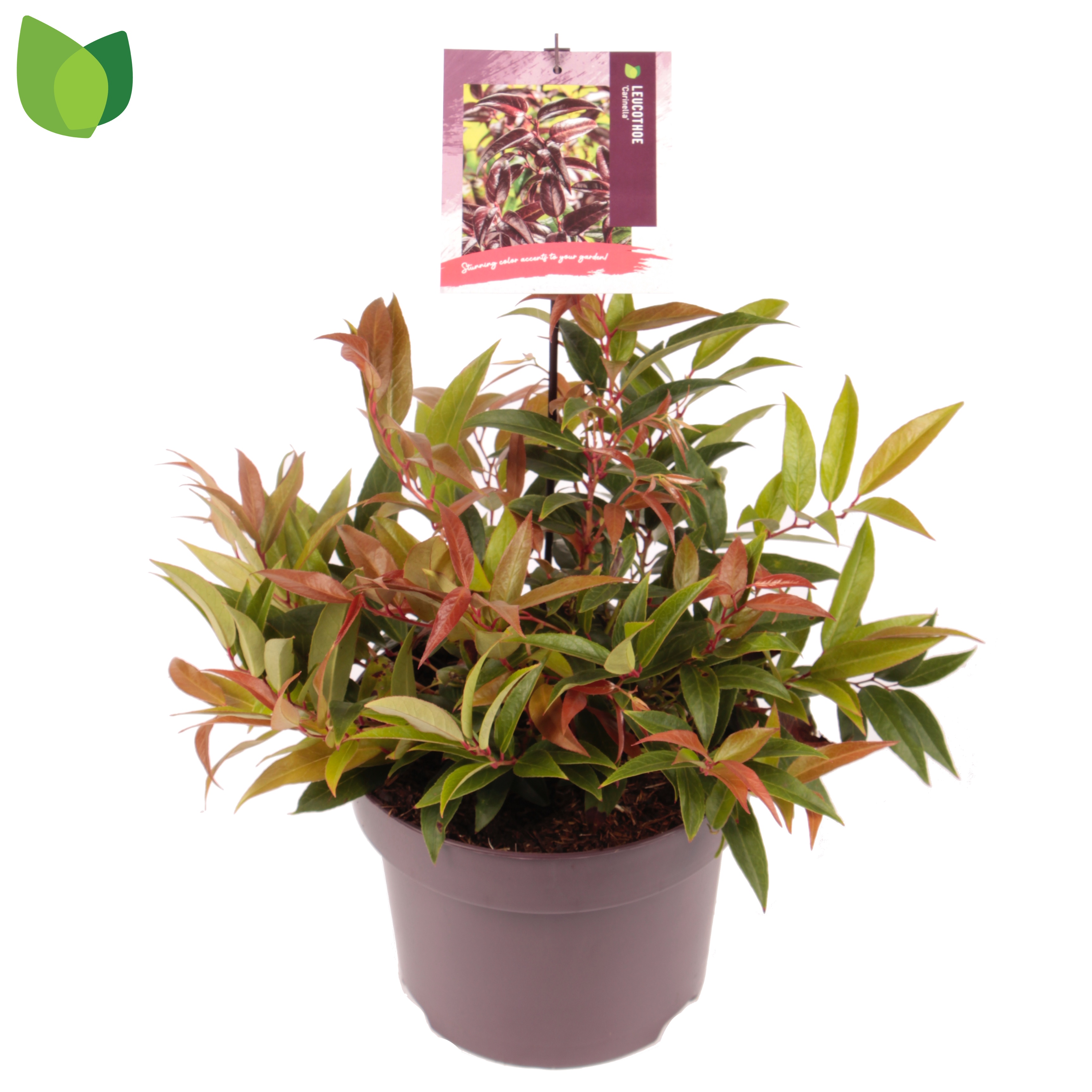 Picture of Leucothoe Carinella P23 (5 Ltr)