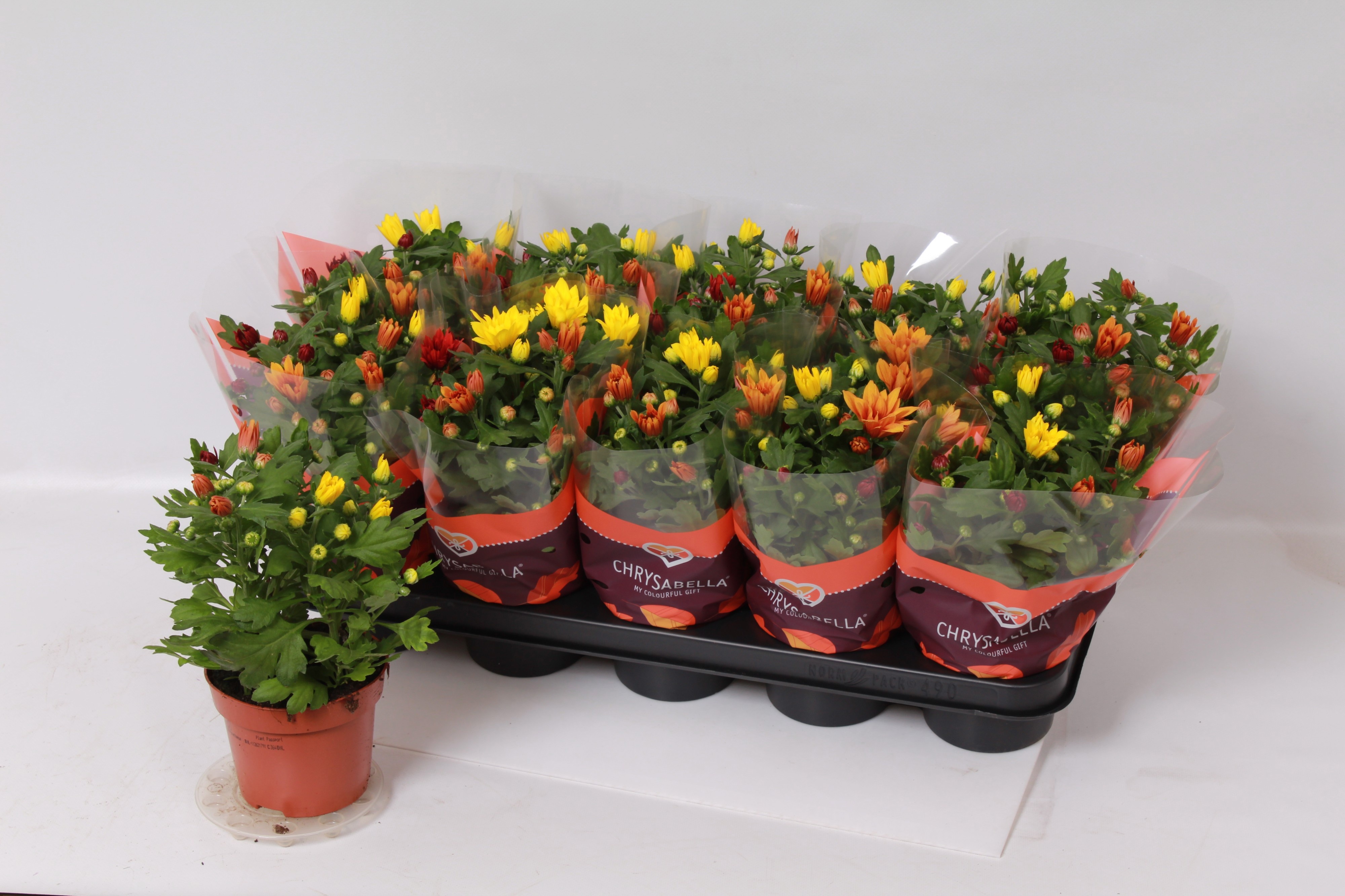 Chrys Gemengd P Pot 12Ø 26cm