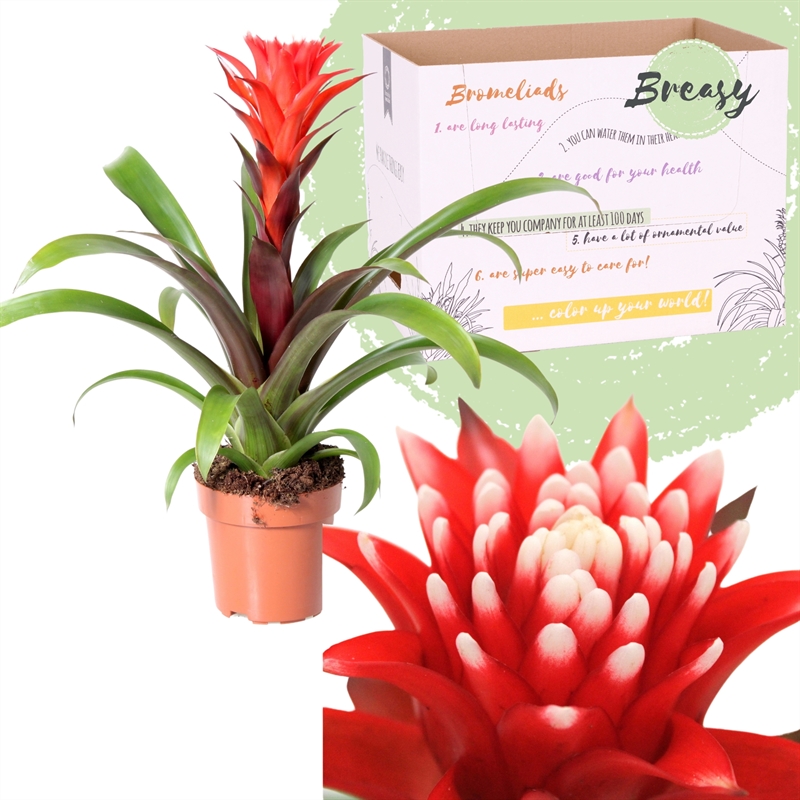 Picture of Guzmania Rockyflower Hope P12 43CM